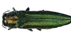 Emerald Ash Borer